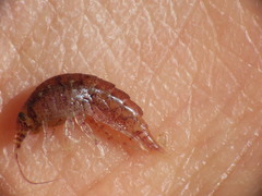 Gammarellus angulosus
