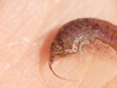 Gammarellus angulosus