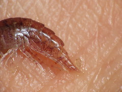 Gammarellus angulosus