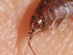 Gammarellus angulosus