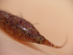 Gammarellus angulosus