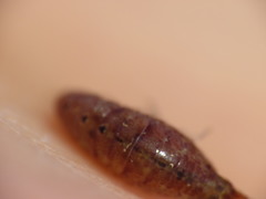 Gammarellus angulosus