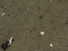 Mysini