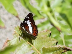 Moduza procris milonia