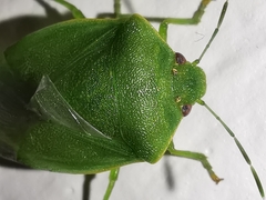 Acrosternum millierei