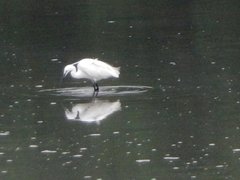 Egretta garzetta