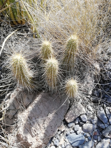 Echinocereus occidentalis