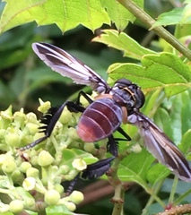 Trichopoda lanipes