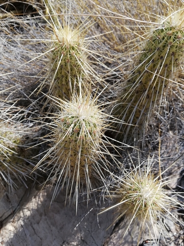 Echinocereus occidentalis