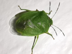 Acrosternum millierei