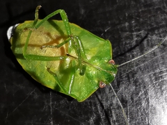 Acrosternum millierei