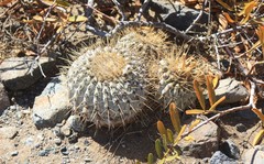 Copiapoa gigantea