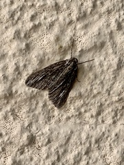 Carphoides incopriarius