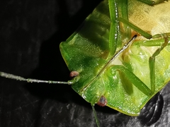 Acrosternum millierei