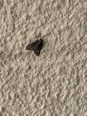 Carphoides incopriarius