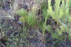 Nanobubon strictum