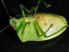 Acrosternum millierei