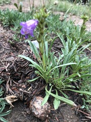 Penstemon hallii