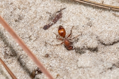 Dasymutilla arenerronea