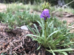 Penstemon hallii