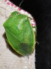 Acrosternum millierei