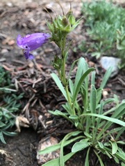 Penstemon hallii