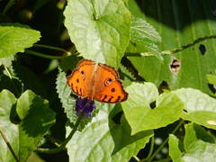 Junonia almana javana