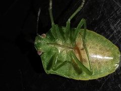 Acrosternum millierei