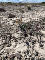 Silene uniflora petraea