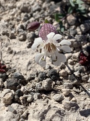 Silene uniflora petraea