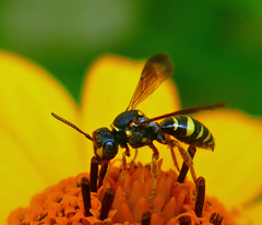 Nomada tiftonensis