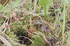 Cortinarius suberythrinus