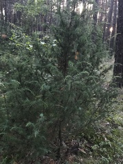 Juniperus communis