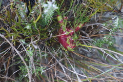 Nanobubon strictum