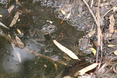Lithobates neovolcanicus