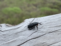 Scyphophorus