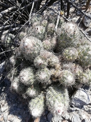Coryphantha durangensis