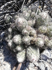 Coryphantha durangensis