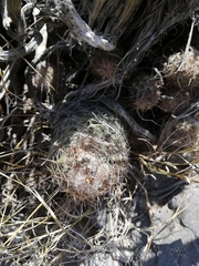 Coryphantha durangensis