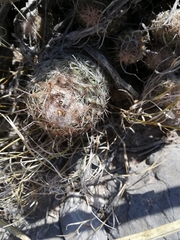 Coryphantha durangensis