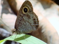 Ypthima horsfieldii humei