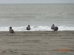 Leucophaeus modestus