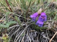 Penstemon hallii