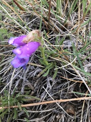 Penstemon hallii