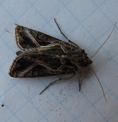 Autographa flagellum