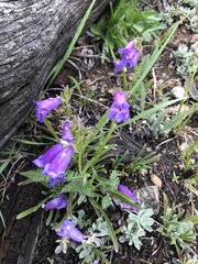 Penstemon hallii