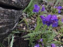 Penstemon hallii