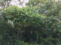 Rhus typhina