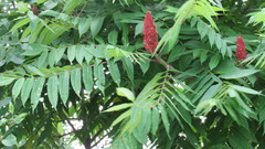 Rhus typhina
