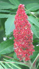 Rhus typhina
